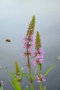 Marsh woundwort Stachys palustris purplish-red flowers with white markings